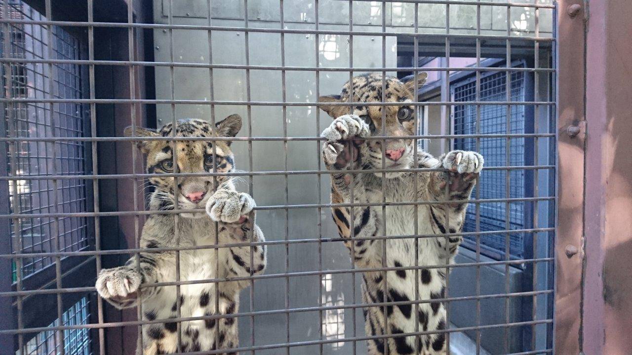 餌を求めて金網によじ登るジュールとイーナ