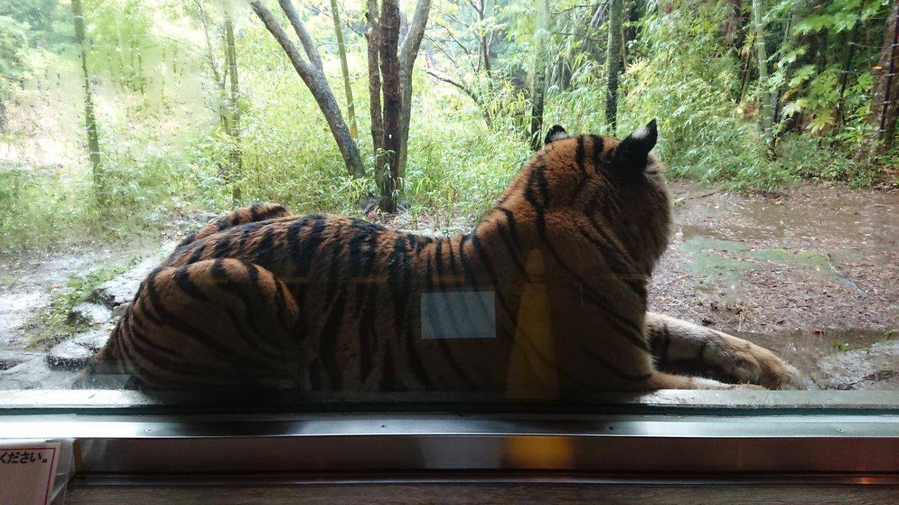 雨に濡れないように、軒下のガラスにくっついて休むデル