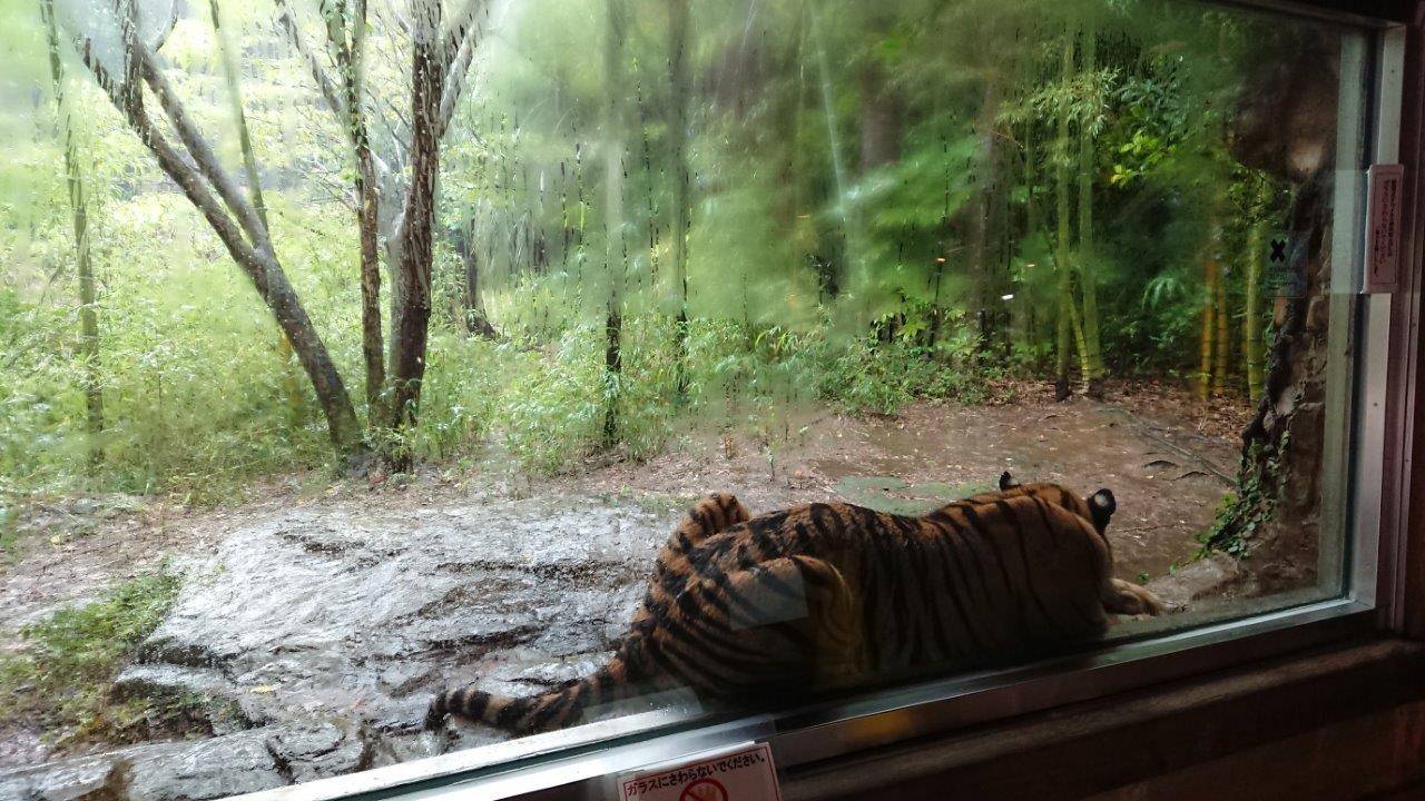 大雨を避けて休むデル