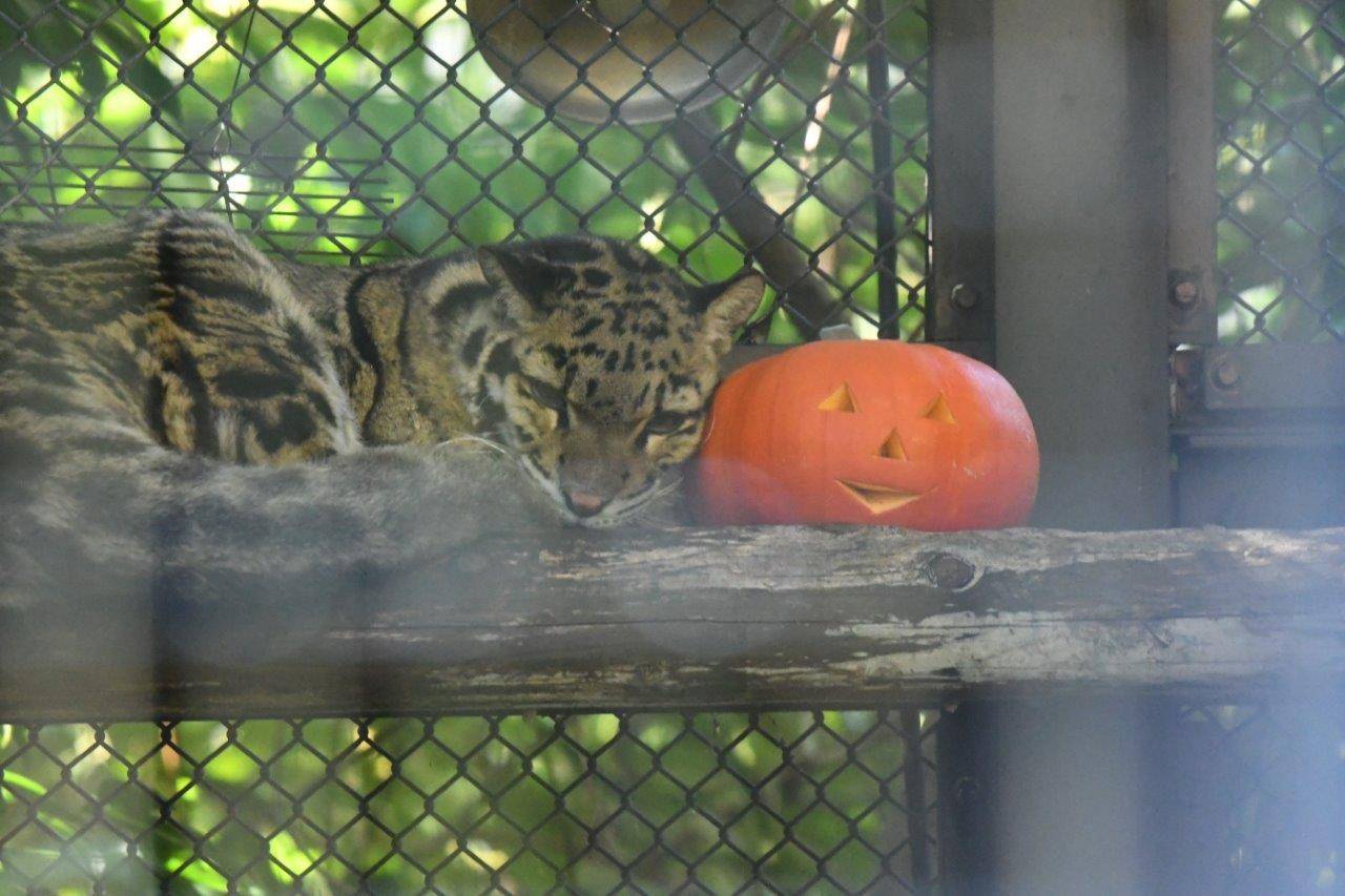 ハロウィンカボチャに寄り掛かるように休むアニル-2