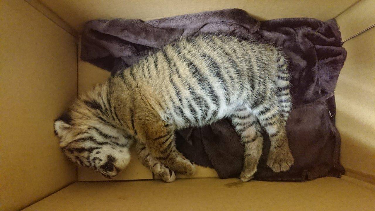 人工哺育初日、箱内で寝ているムジュ