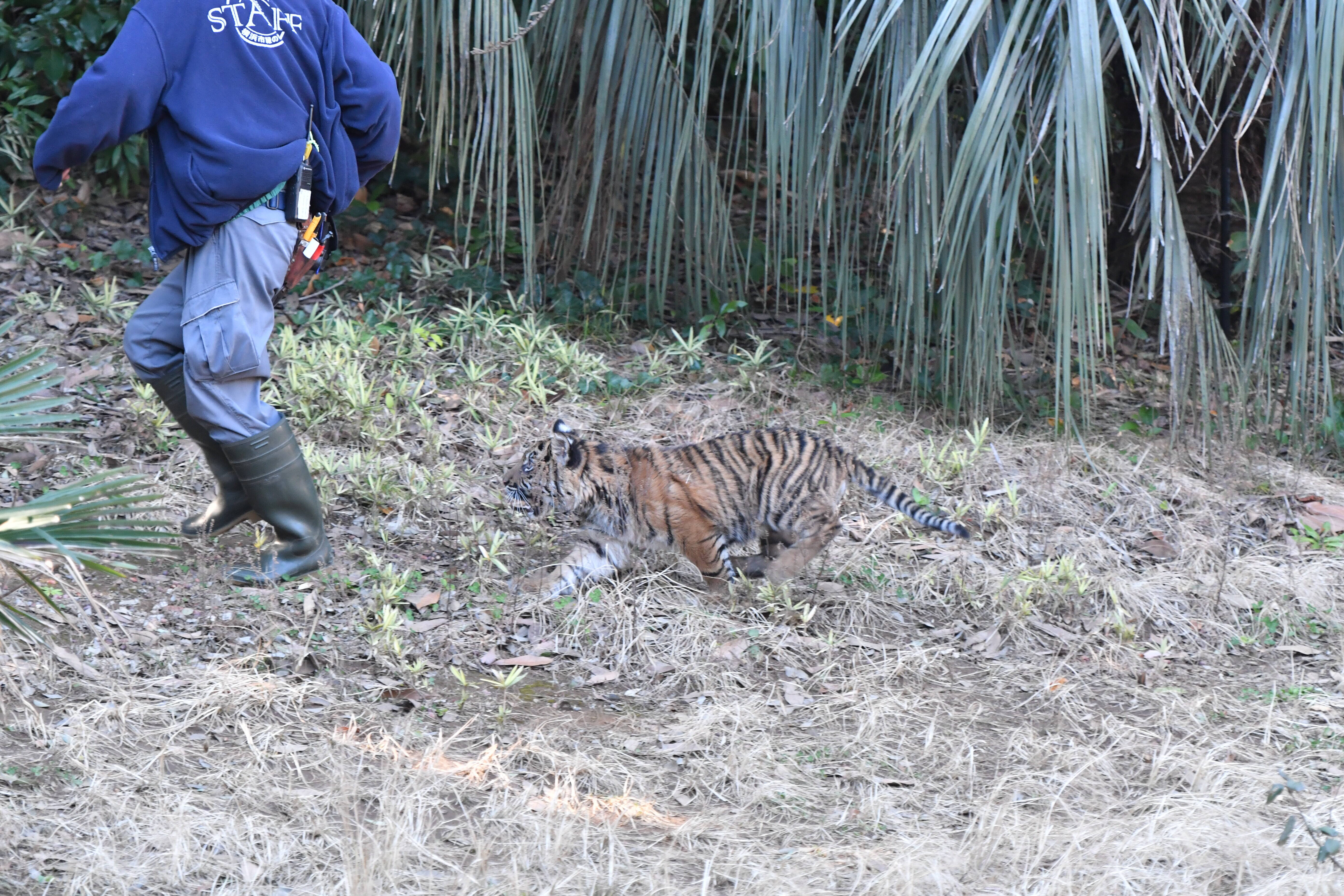 子トラの成長記録 その すまとらとらブログ よこはま動物園ズーラシア公式サイト 公益財団法人 横浜市緑の協会 子トラの成長記録 その すまとらとらブログ よこはま動物園ズーラシア公式サイト 公益財団法人 横浜市緑の協会