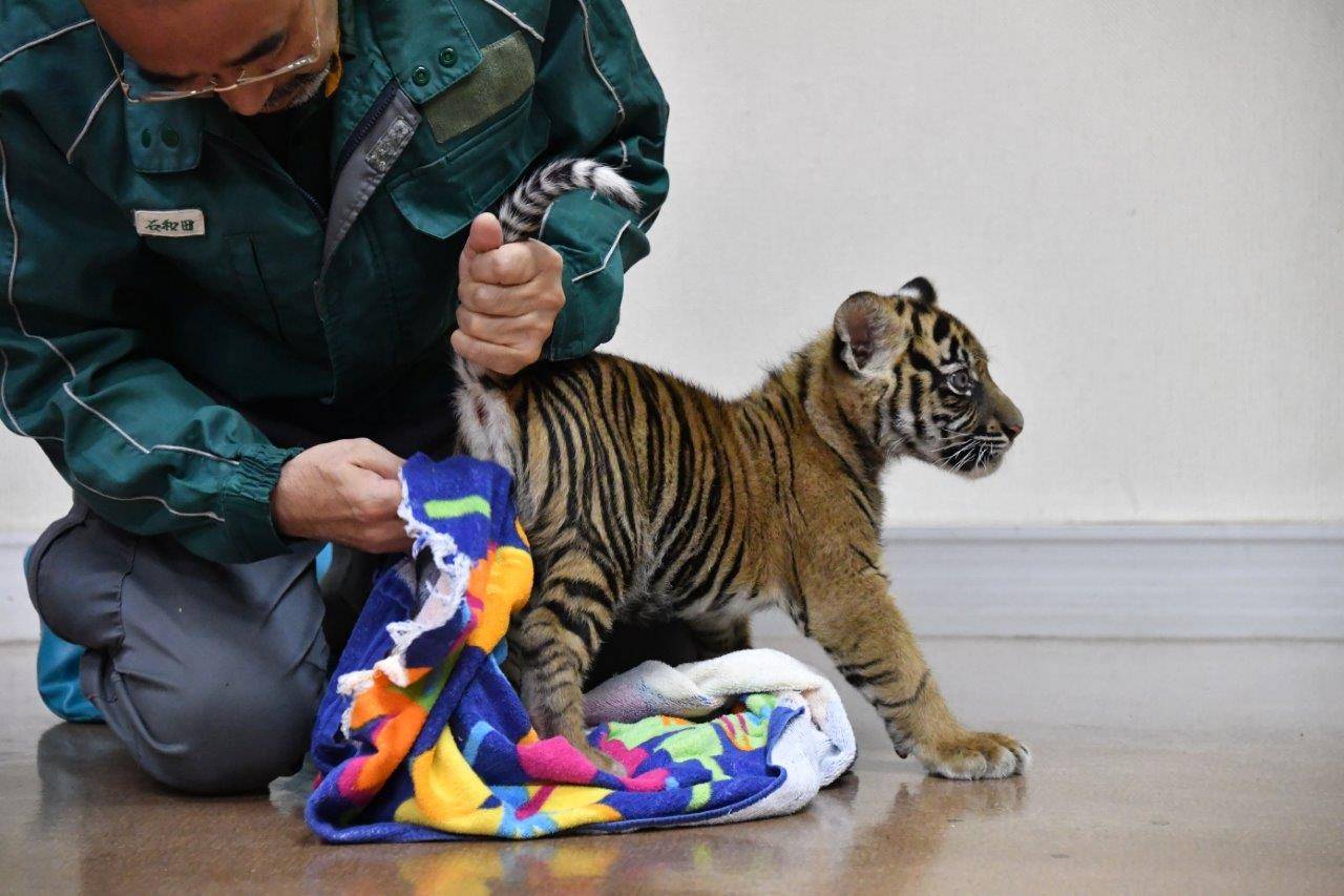 刺激を与えられ、排尿分促されるムジュ