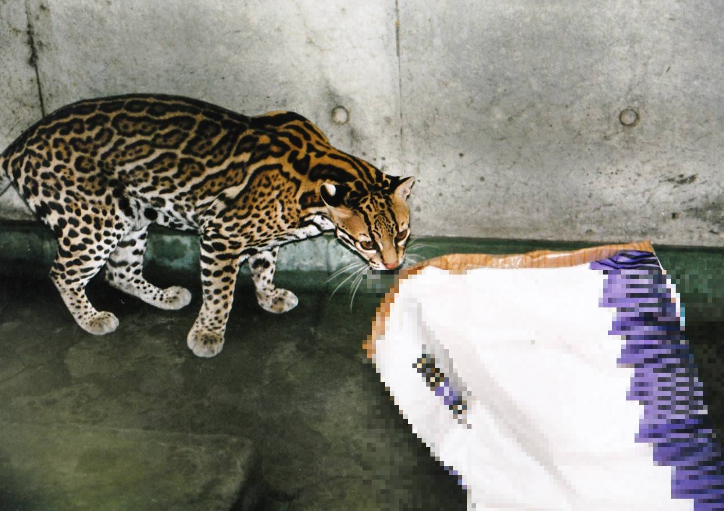 少し前の事ですが すまとらとらブログ よこはま動物園ズーラシア公式サイト 公益財団法人 横浜市緑の協会 少し前の事ですが すまとらとらブログ よこはま動物園ズーラシア公式サイト 公益財団法人 横浜市緑の協会