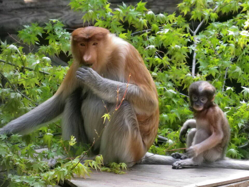 かわいい盛り 飼育日誌 よこはま動物園ズーラシア公式サイト 公益財団法人 横浜市緑の協会