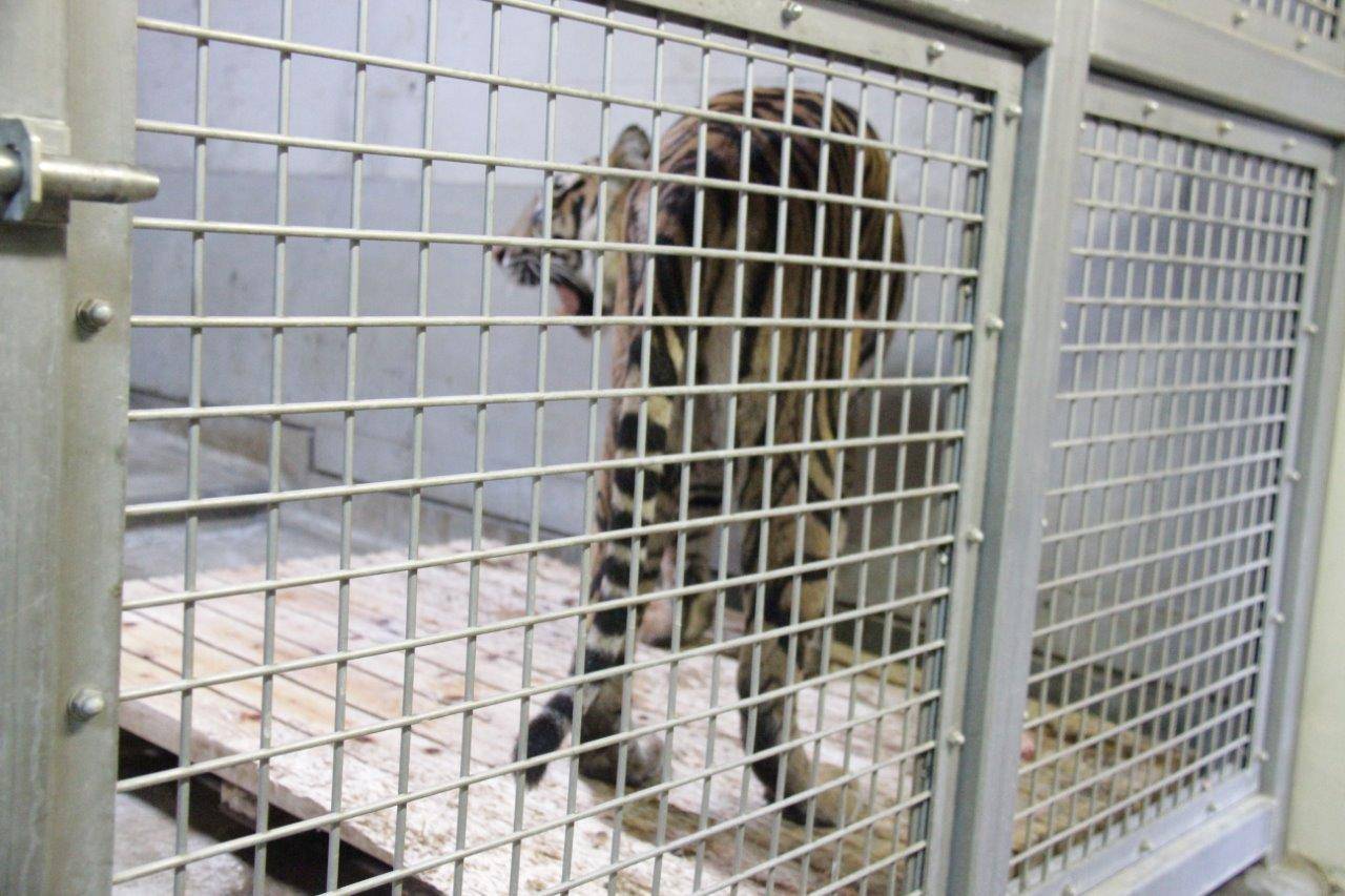 体重計の上に乗って、餌を食べるデル