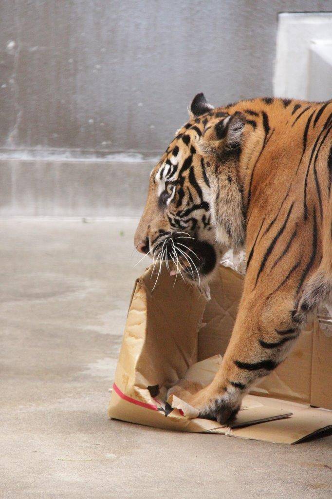 周りを気にしながら段ボールを破壊するラウト