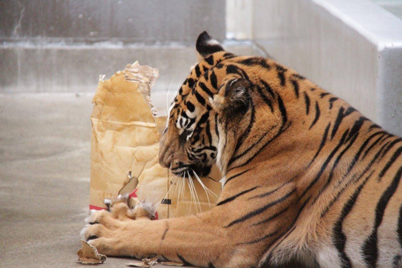 段ボールを破壊するラウト②