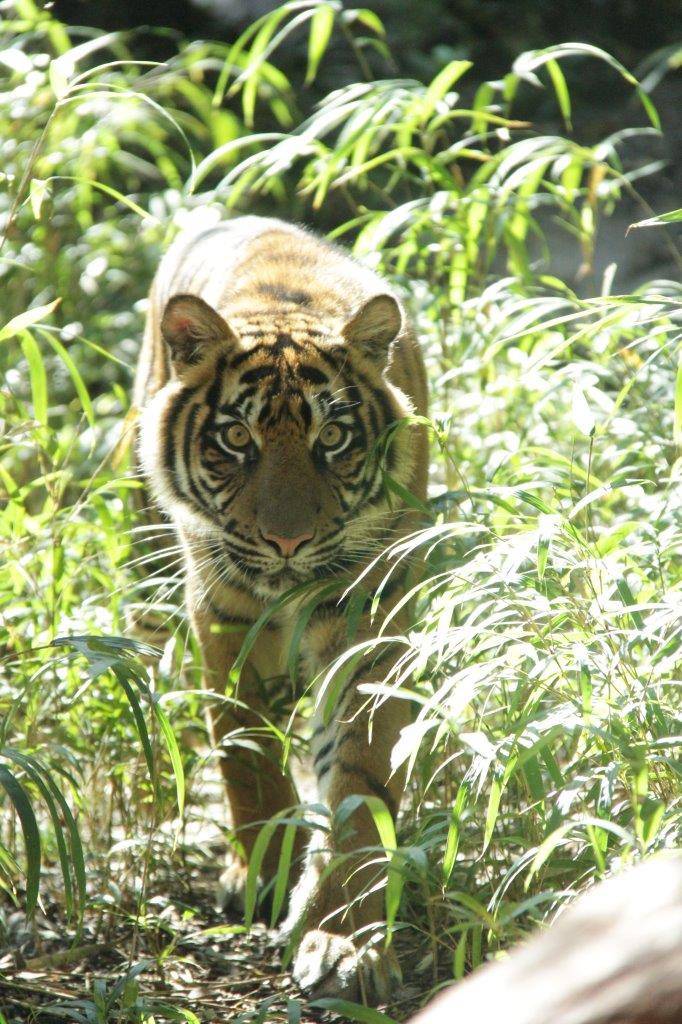 ハロウィン用カボチャに近づくムジュ