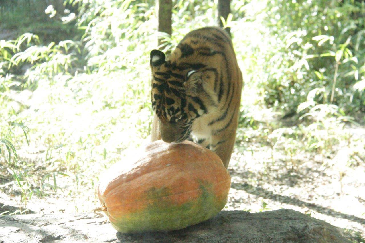 ハロウィン用カボチャをチェックするムジュ