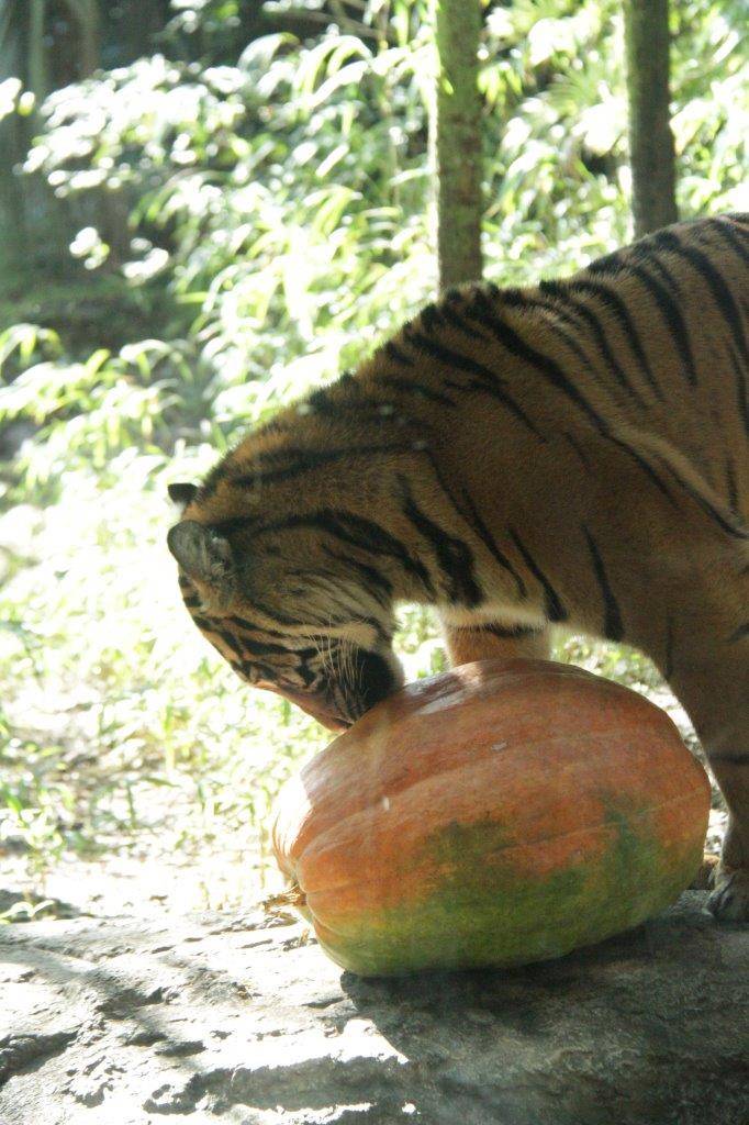 ハロウィン用カボチャをチェックするムジュ-1