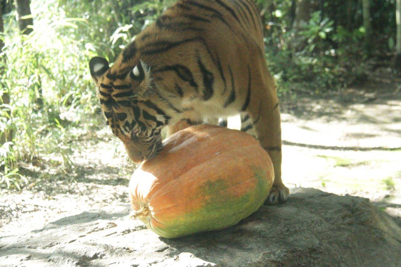 ハロウィン用カボチャをチェックするムジュ-2