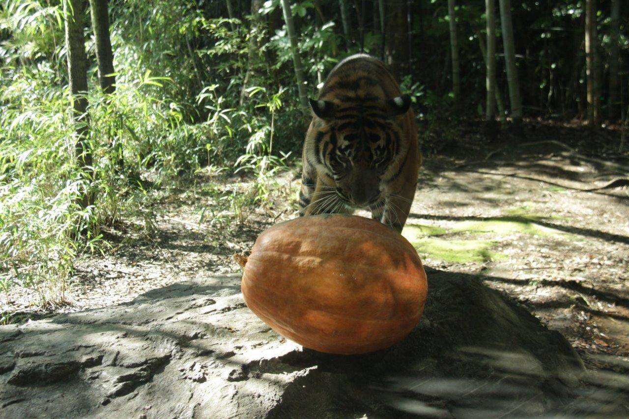 15kg以上あるカボチャも、簡単に動かすムジュ-1