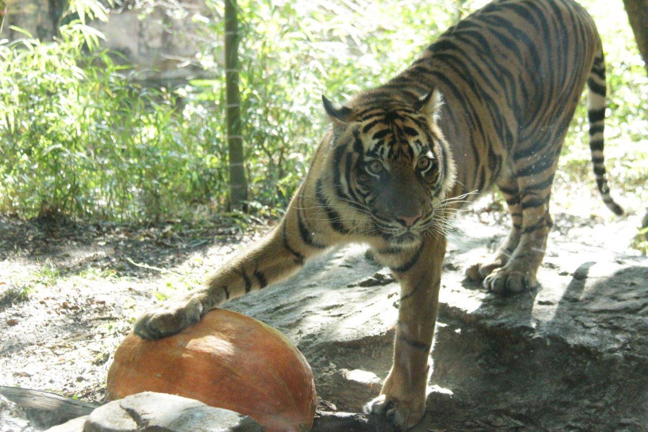 ハロウィン用カボチャに手を掛けるムジュ