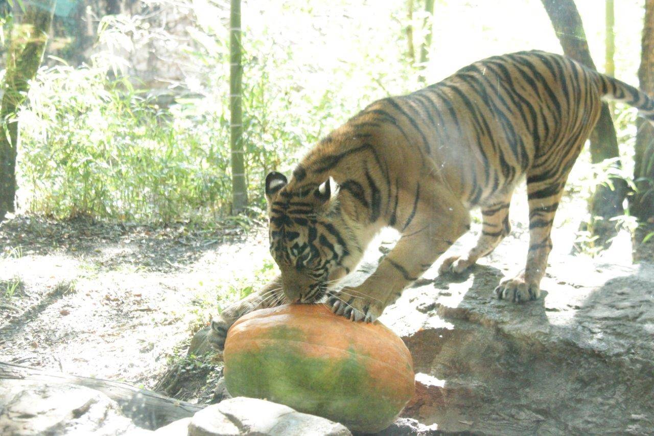 カボチャに爪を立てるムジュ