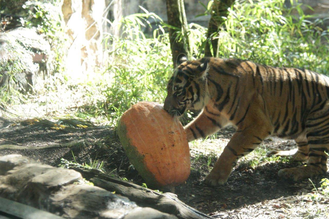 カボチャで遊ぶムジュ-2