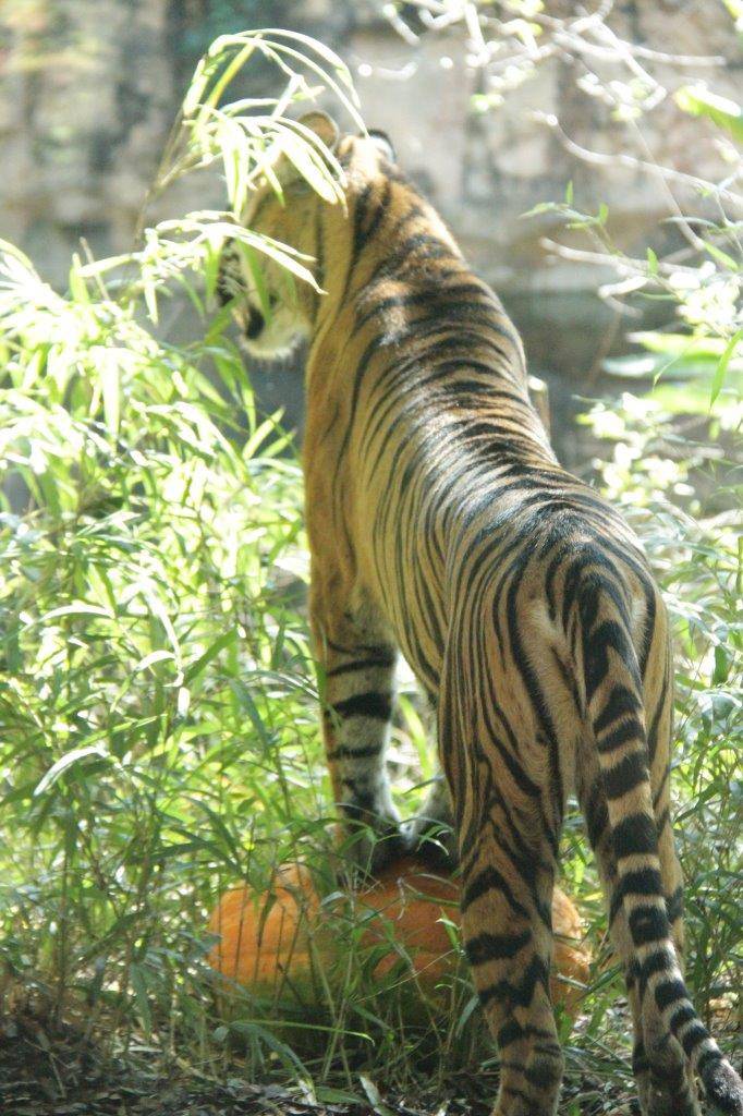 カボチャを台の様にして遠くを見つめるムジュ