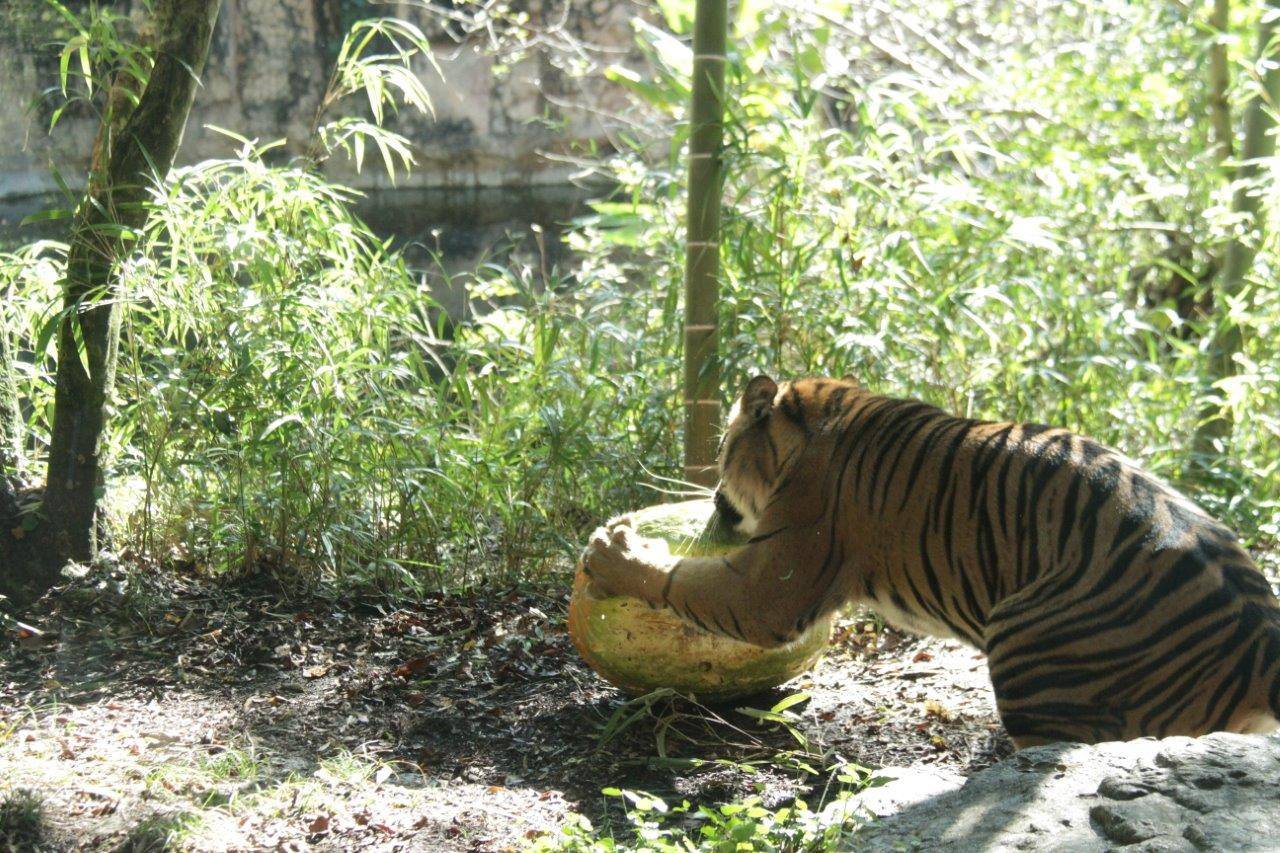 巧くカボチャを手前に戻すムジュ