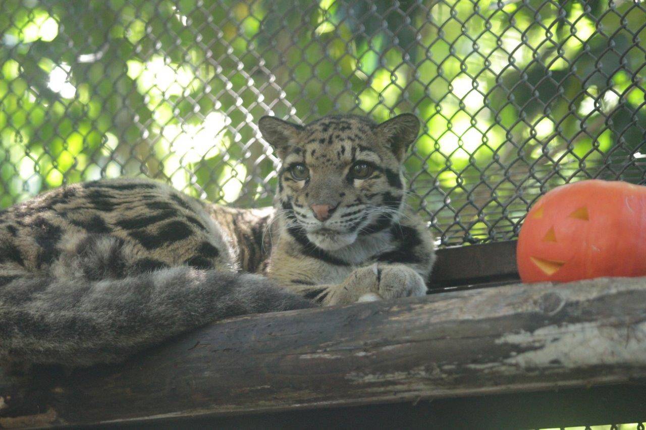 ハロウィンカボチャの横で休むアニル-2