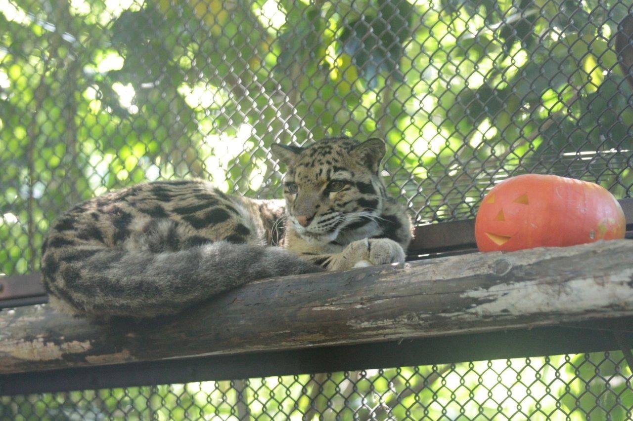 ハロウィンカボチャの横で休むアニル-1
