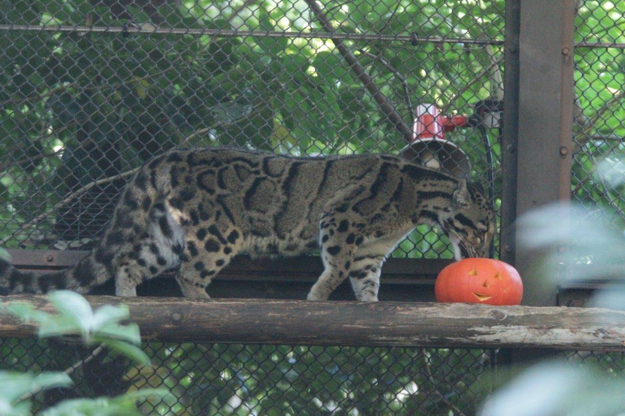 ハロウィン用カボチャに興味を示すブー