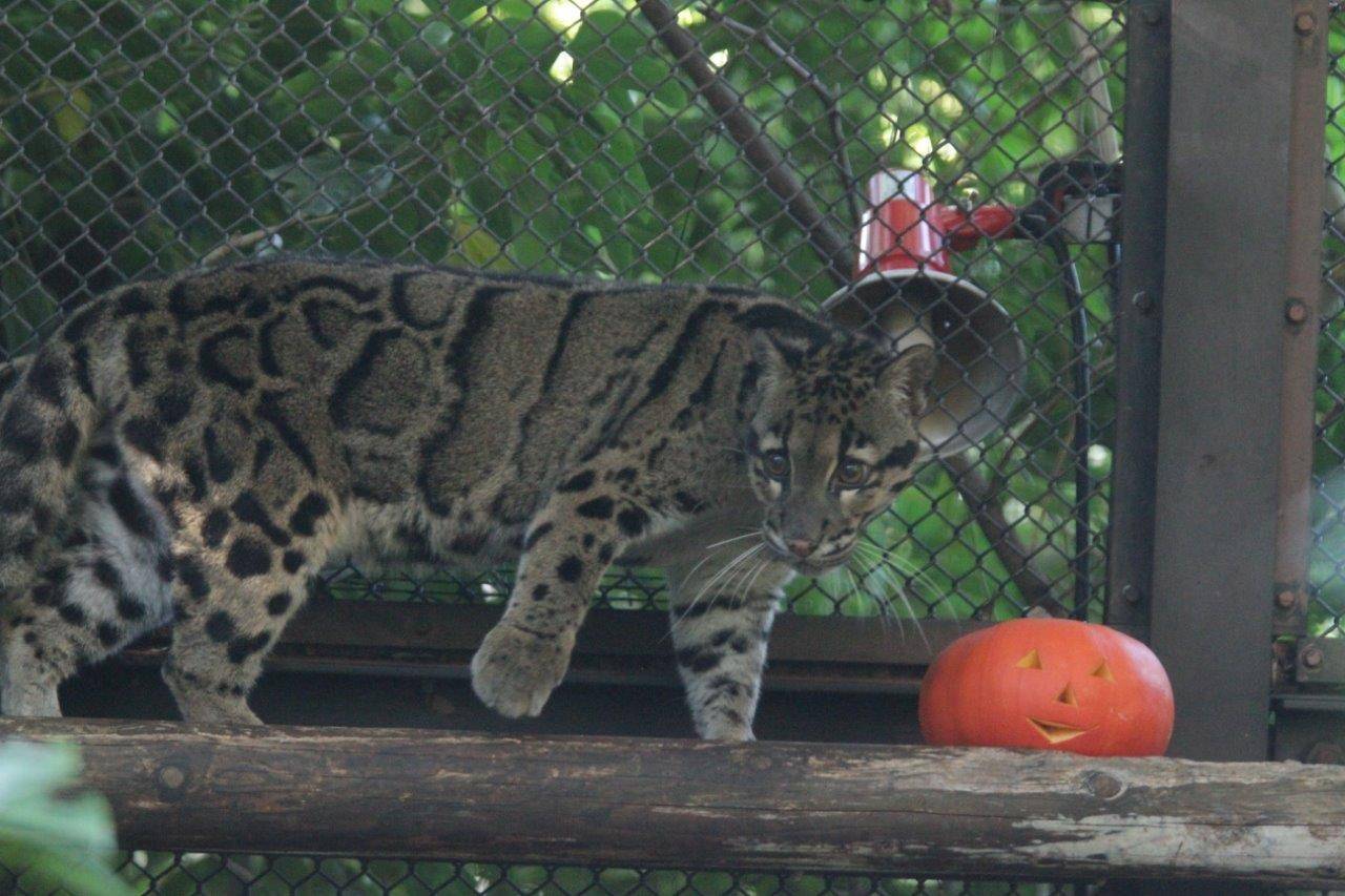 ハロウィン用カボチャの近くにいるブー
