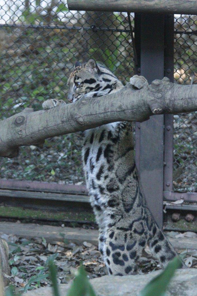 立ち上がって止まり木を気にするブー