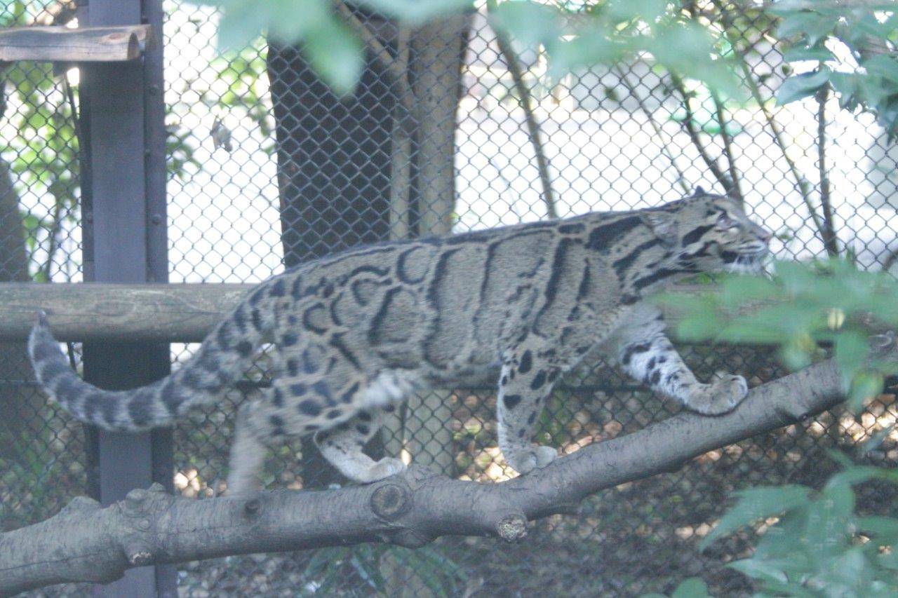 止まり木の上を移動するブー