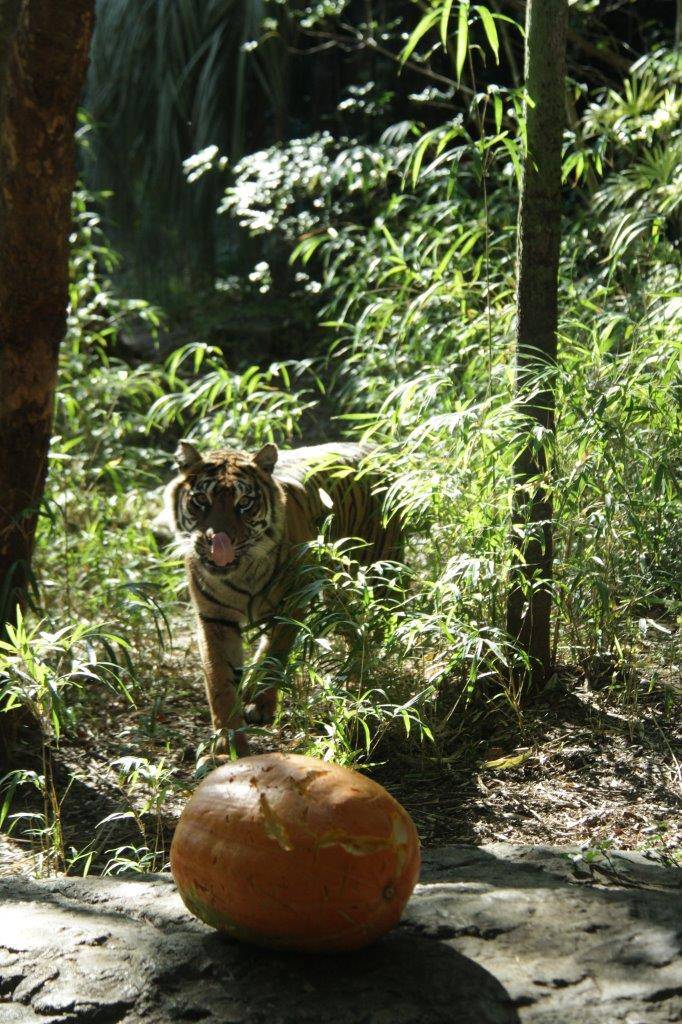 ハロウィン用カボチャを見つけたラウト
