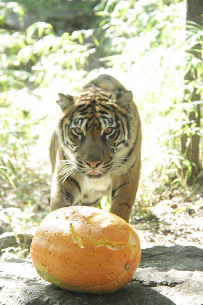 ハロウィン用カボチャに近づくラウト