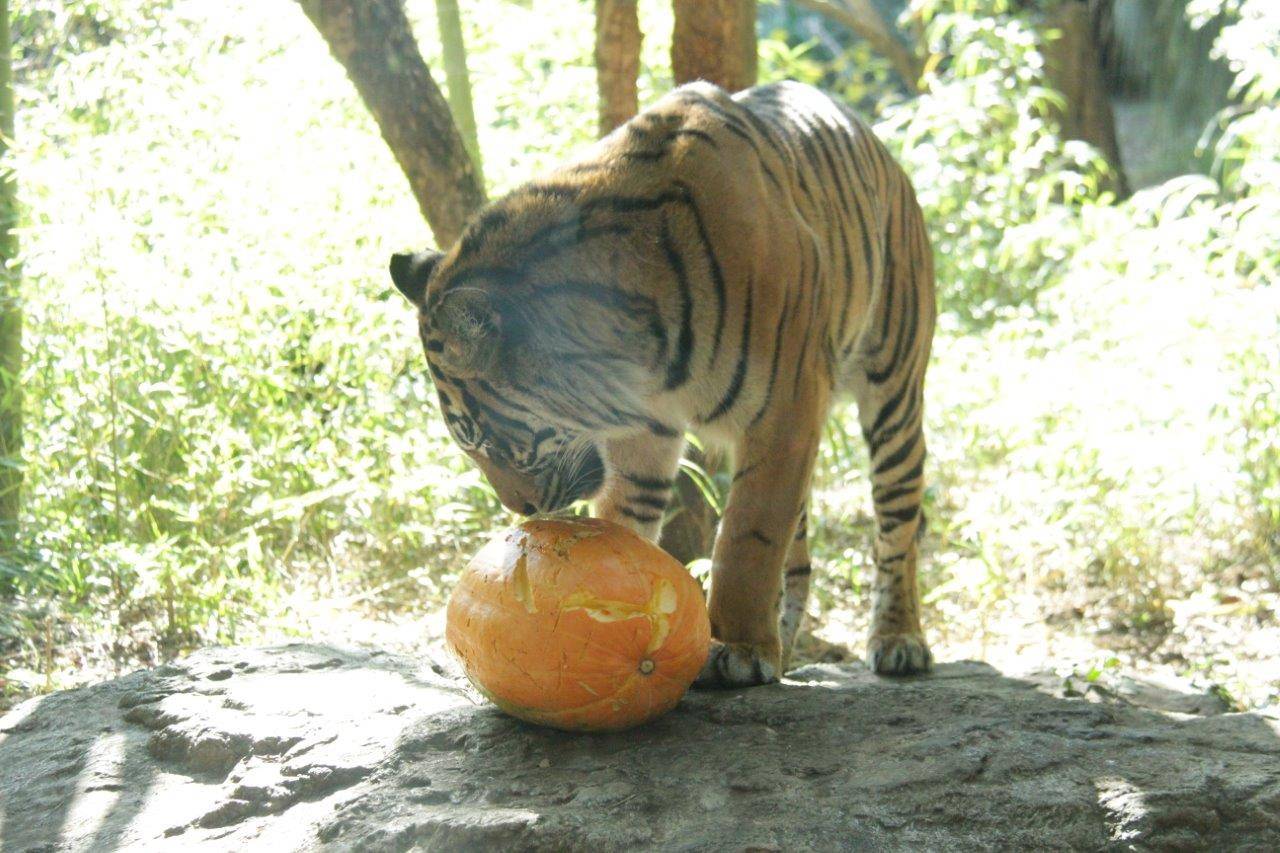 ハロウィン用カボチャを匂うラウト