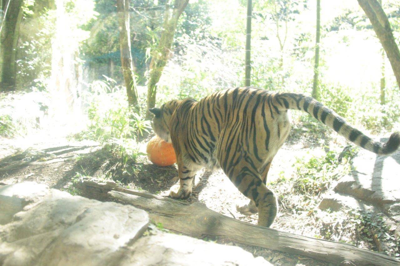 ハロウィン用カボチャを追いかけるラウト