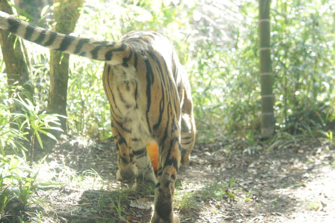 ハロウィン用カボチャを追うラウト