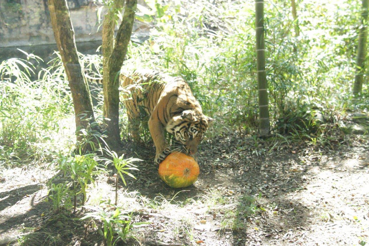 ハロウィン用カボチャに噛みつこうとするラウト