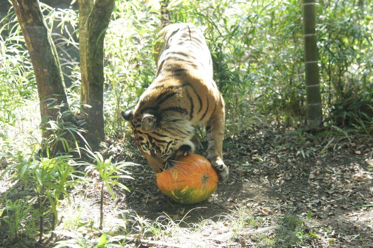ハロウィン用カボチャに噛みつくラウト②