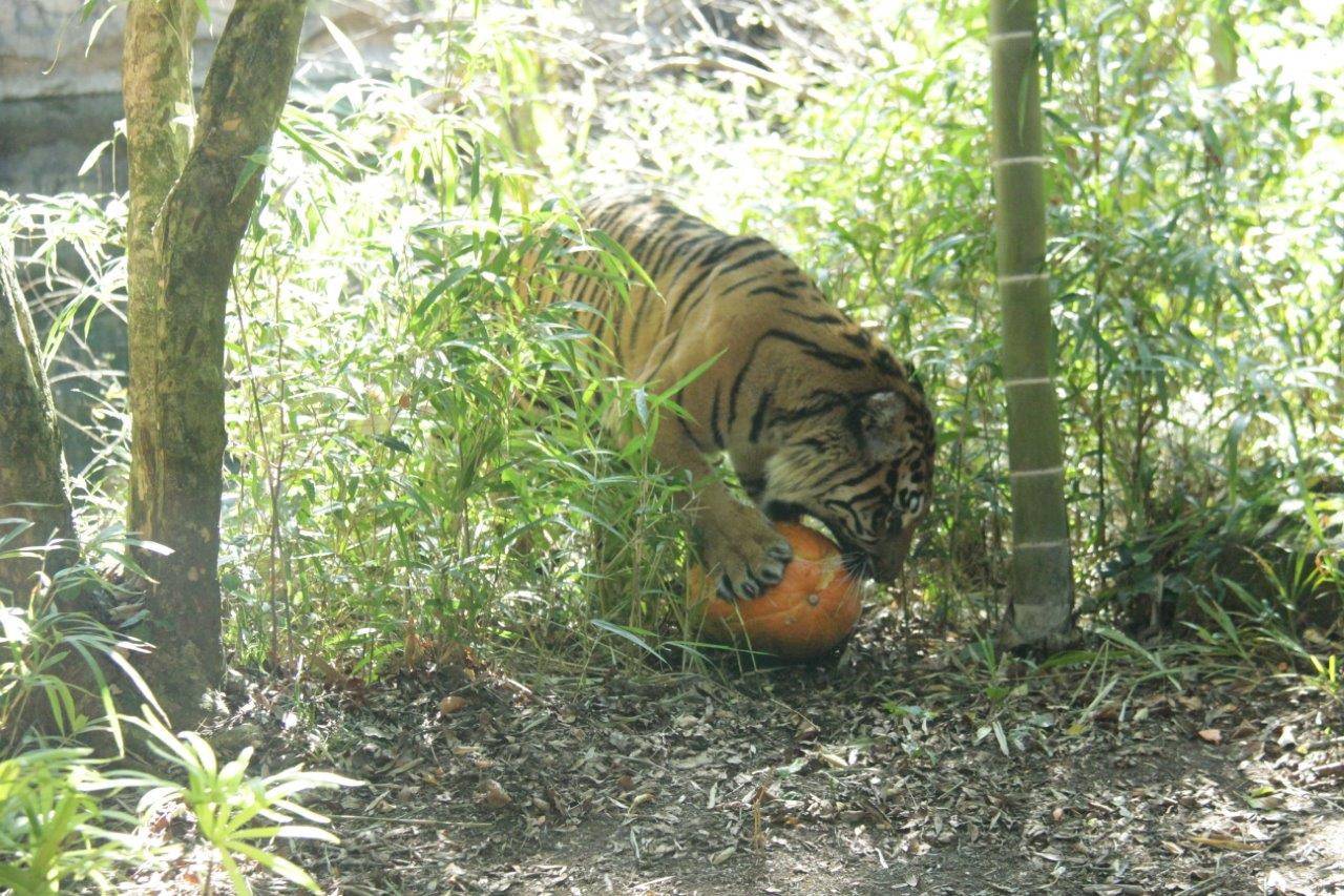 ハロウィン用カボチャに噛みつくラウト