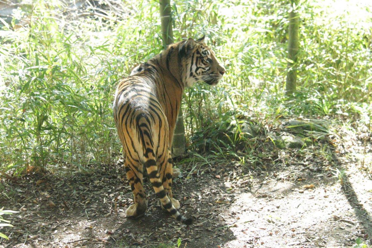 モートの方を気にするラウト
