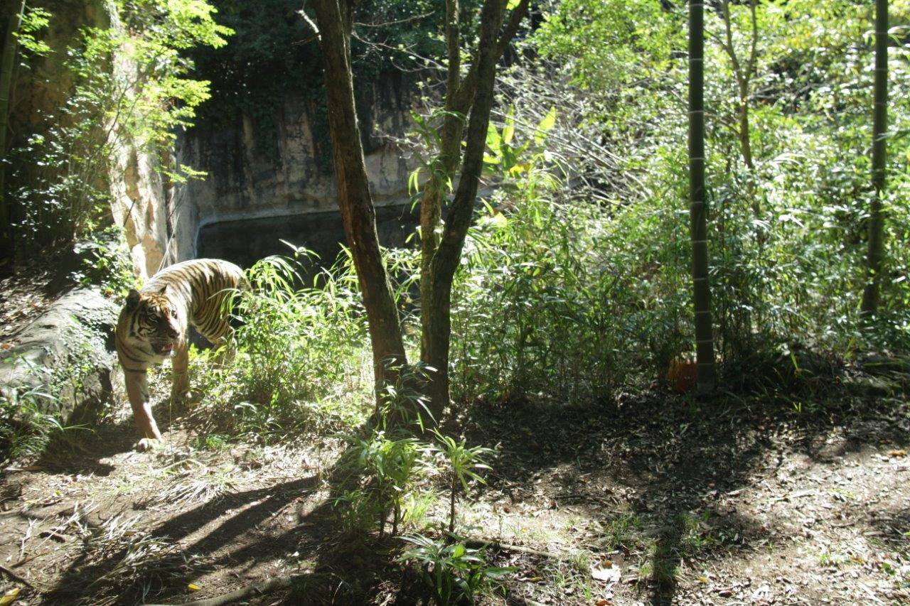 モート寄りから戻って来たラウト