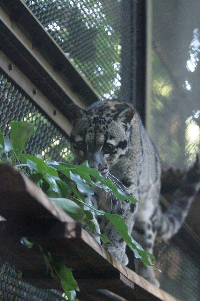 キャットウォークを歩くブー