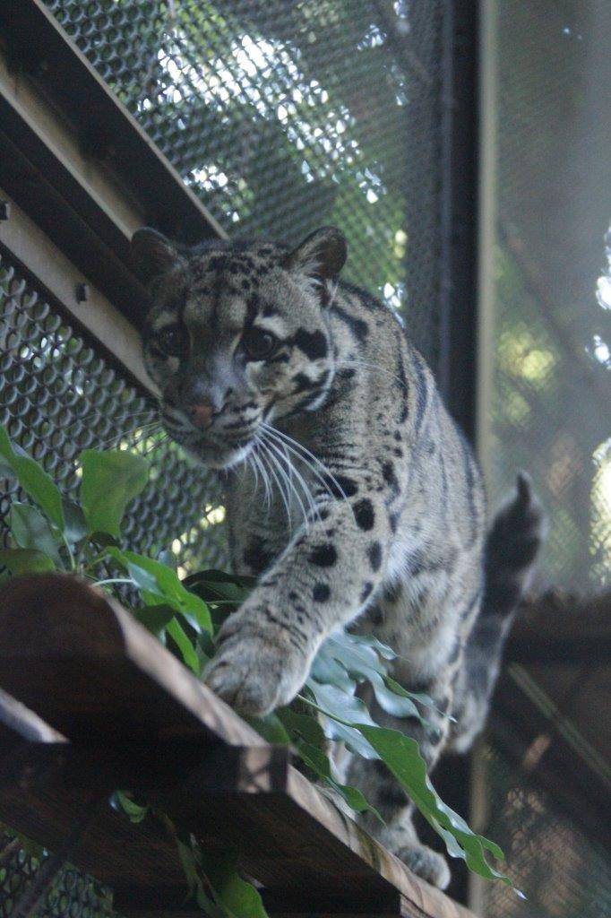 キャットウォークの上を歩くブー