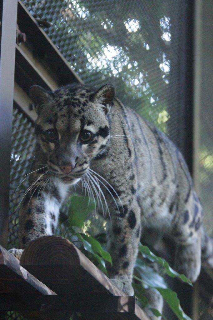 キャットウォークを移動中のブー