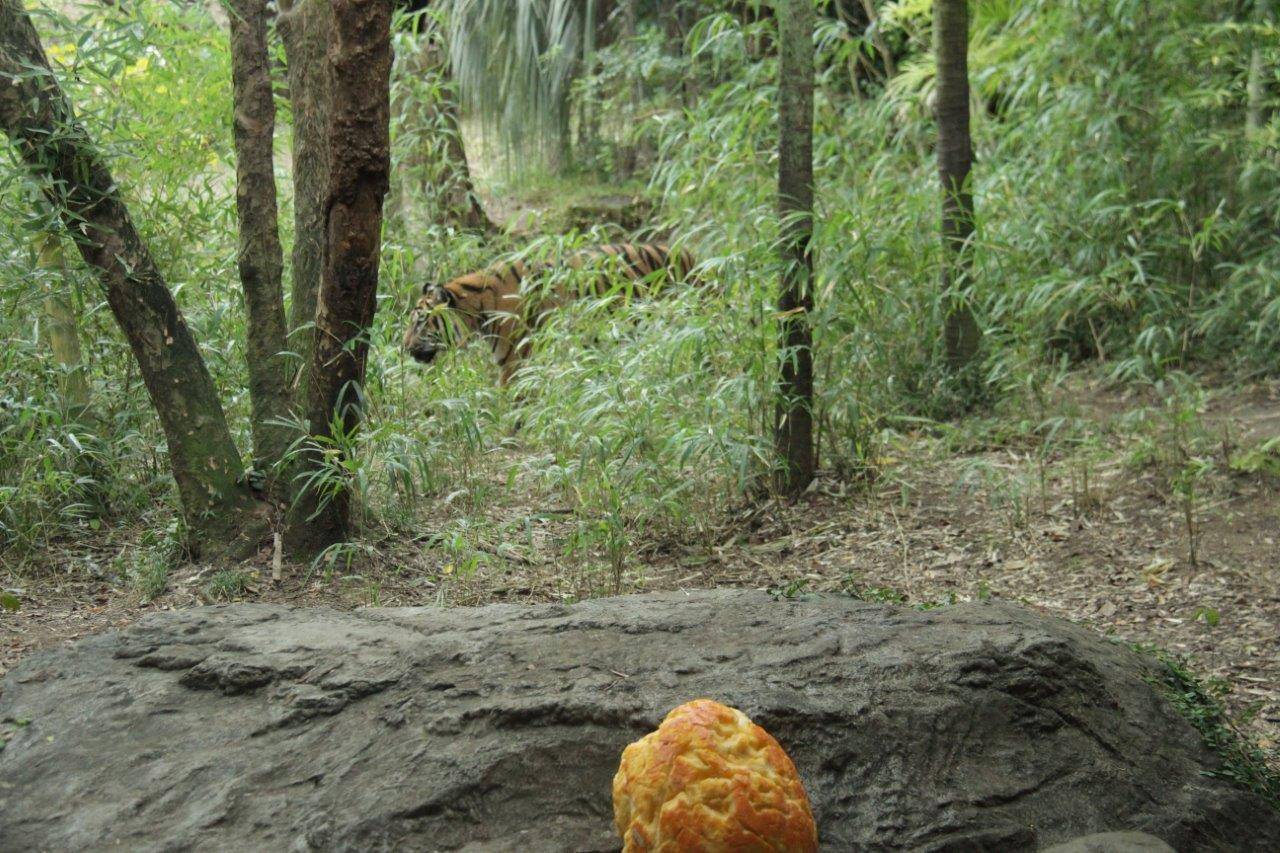 遠くからやって来たデル