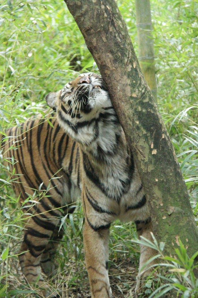 マーキングした場所に頬ずりするデル