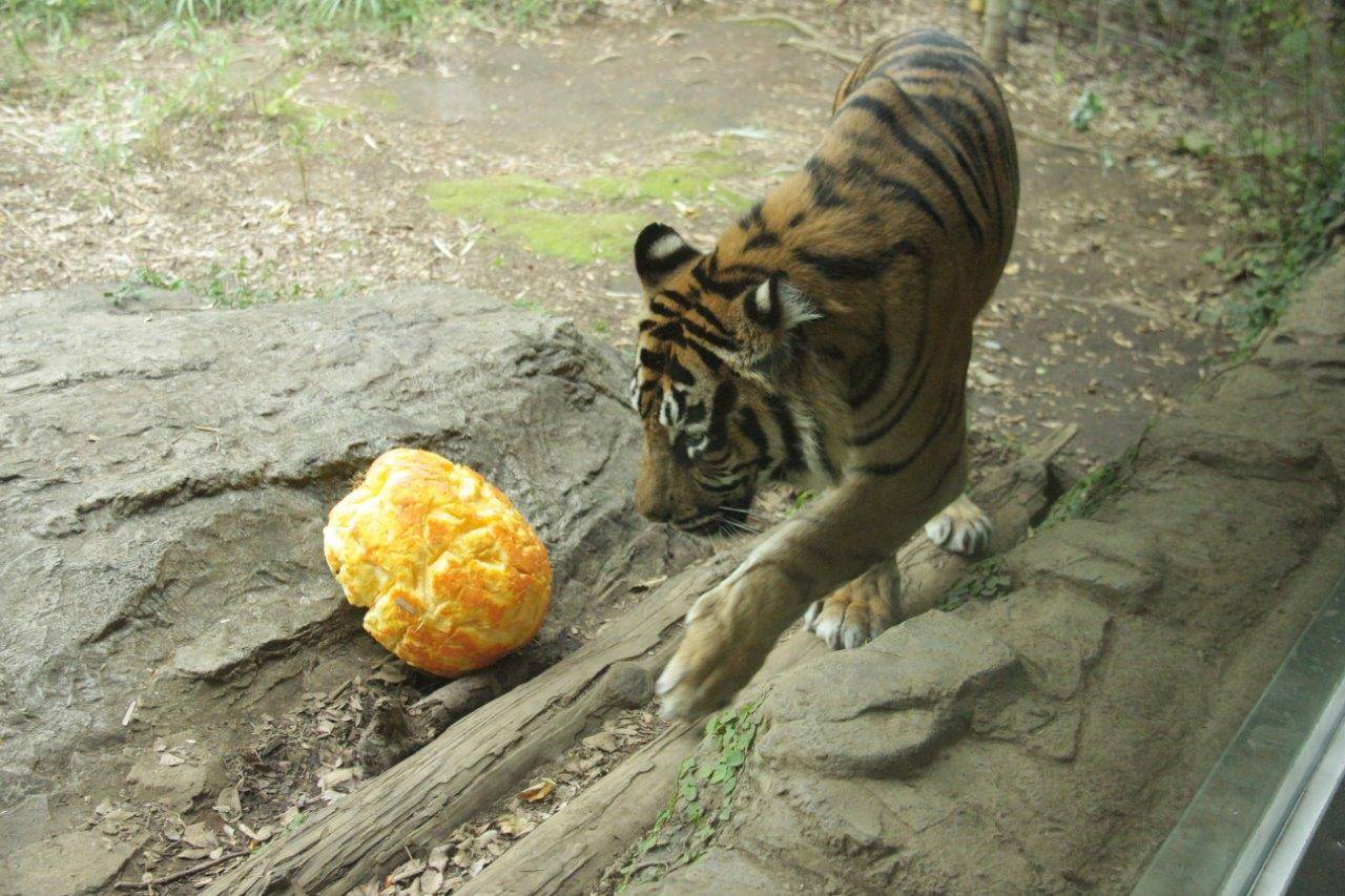 ハロウィン用カボチャを通り過ぎるデル