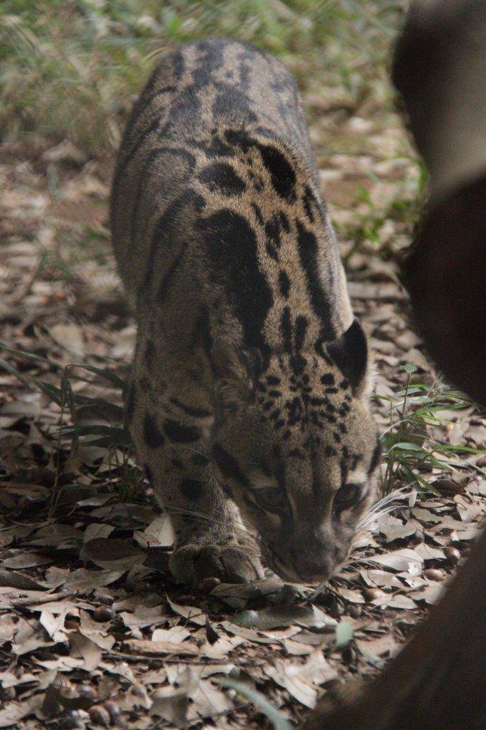 落ち葉の匂いを嗅ぎながら歩くブー