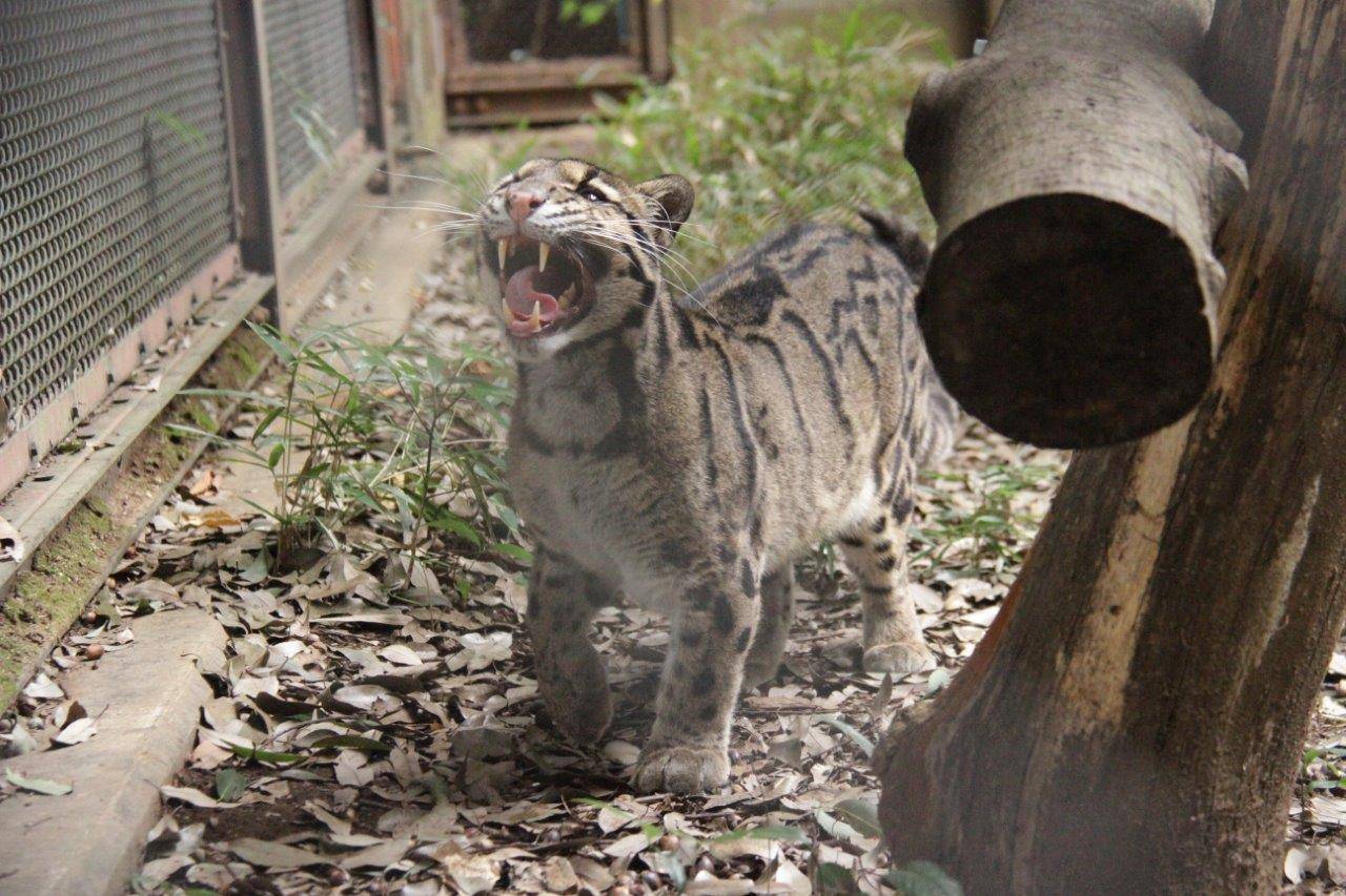 フレーメンをしているブー