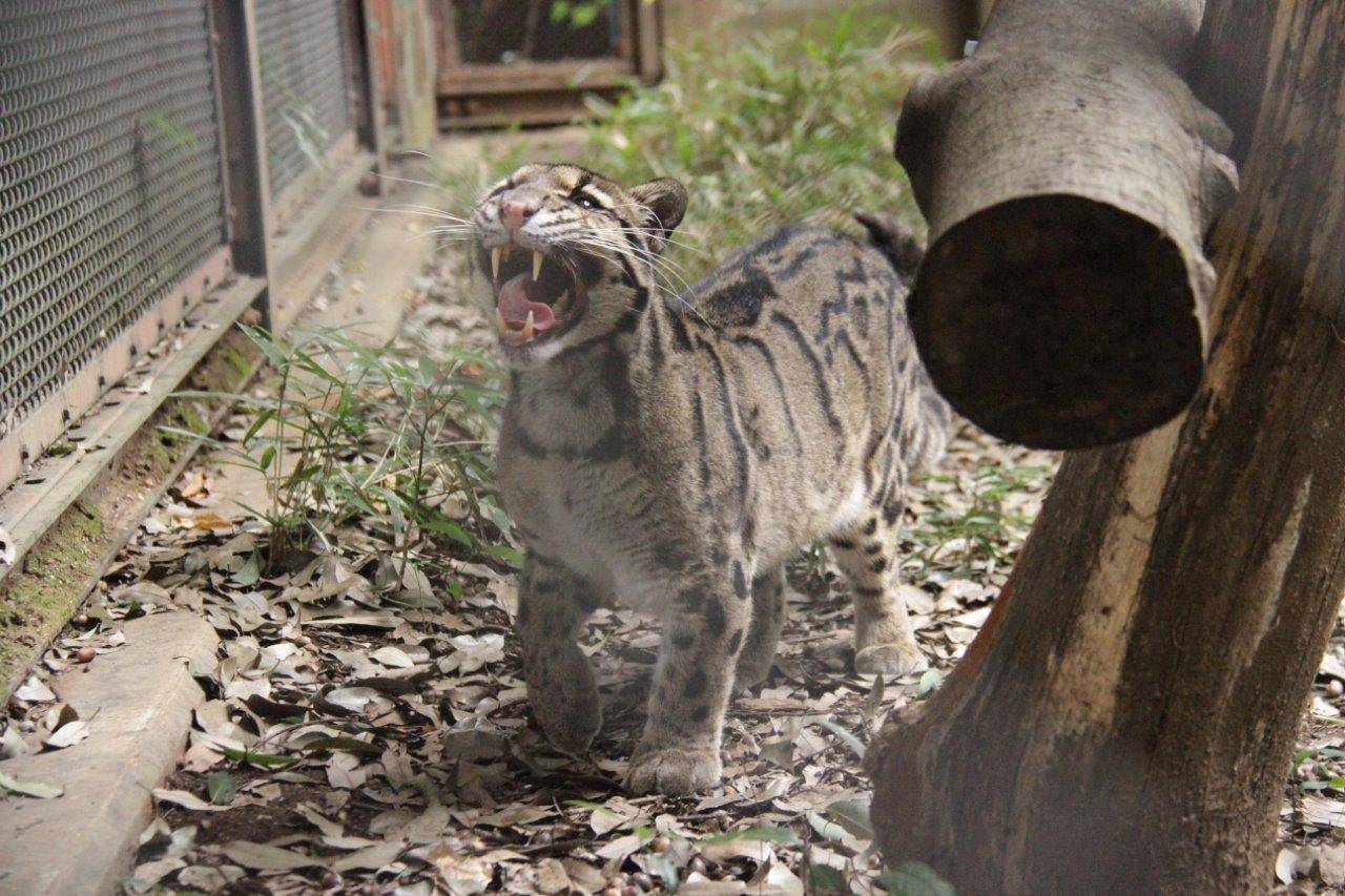 フレーメンするブー