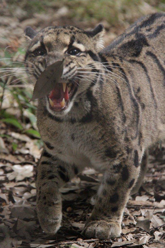 鼻先に落ち葉をくっつけているブー