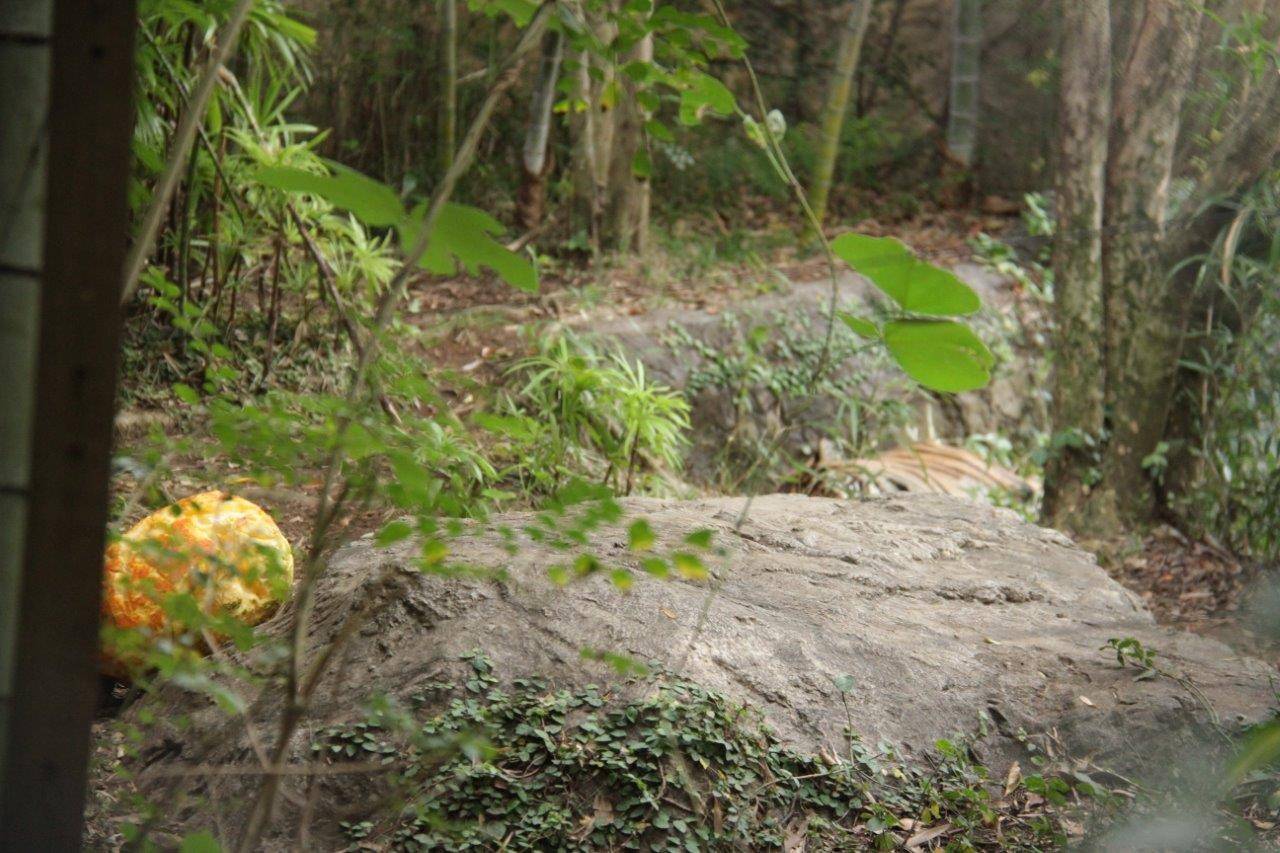 ハロウィン用カボチャから離れた場所で横臥するデル