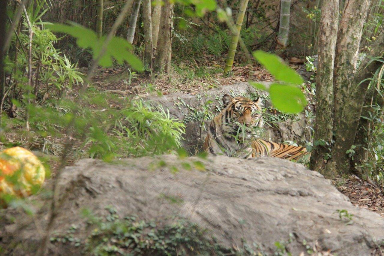ハロウィン用カボチャから離れて休むデル